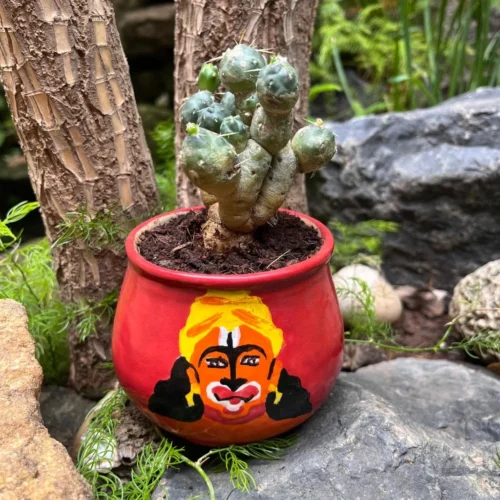 Puna Incahuasi Maihueniopsis Subterranea Cactus Plant