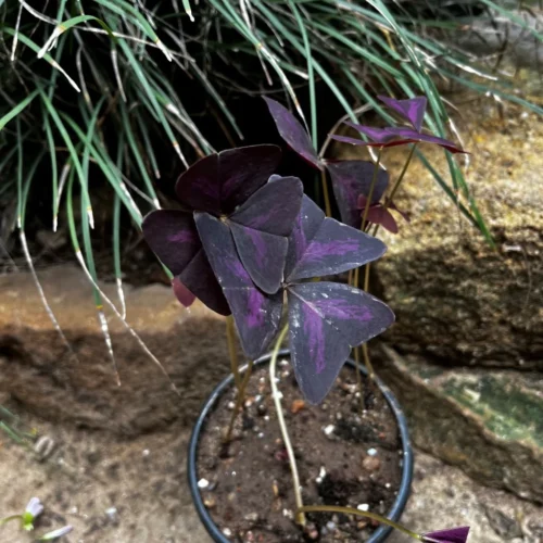 Purple Oxalis Triangularis Plant -Plant Life Decor Shop PurpleOxalis