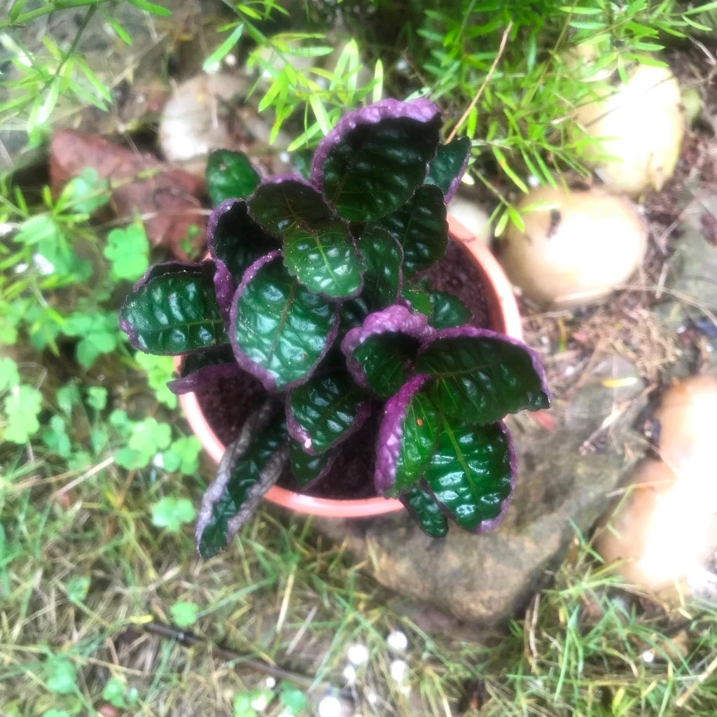 Purple Waffle Plant 3 Purple Waffle Plant - Image 3