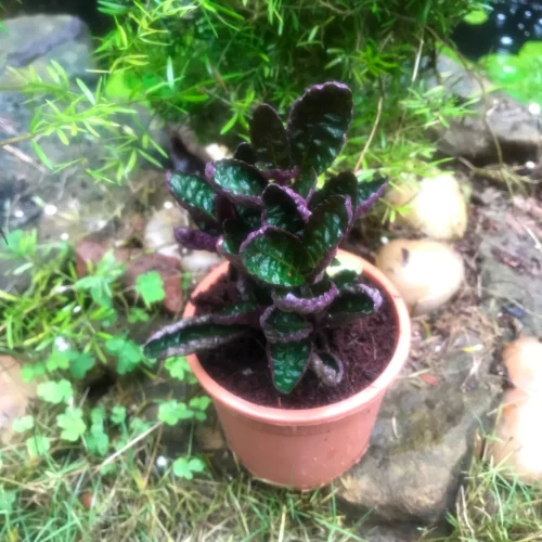 Purple Waffle Plant