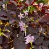 Purple Oxalis Triangularis Plant