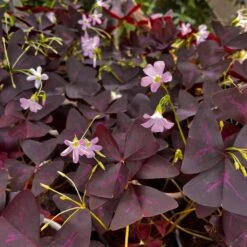 Purple Oxalis Triangularis Plant -Plant Life Decor Shop Purple Oxalis Triangularis