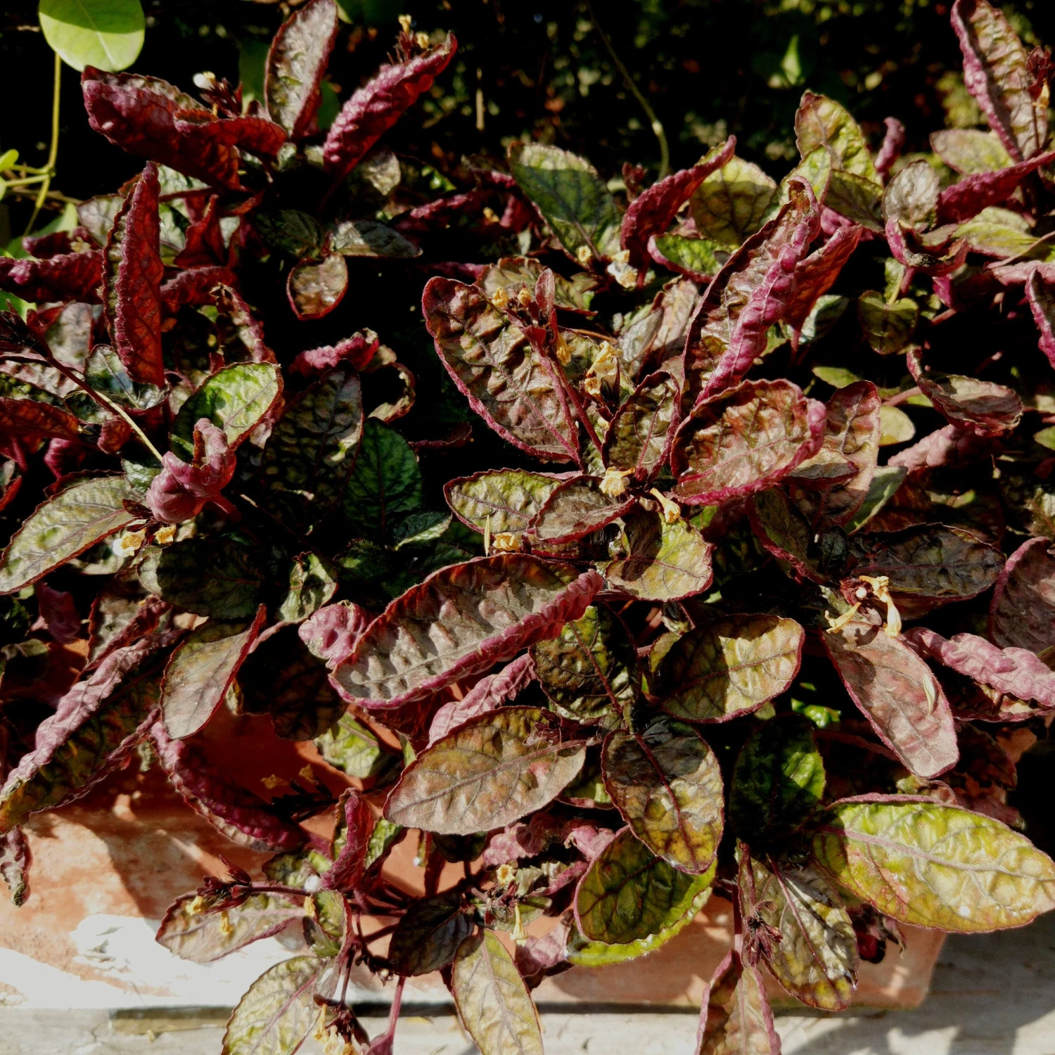 Purple Waffle Plant 4 Purple Waffle Plant - Image 4