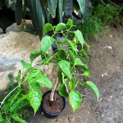 Pyrostegia Venusta Flaming Trumpet Plant -Plant Life Decor Shop PyrostegiaVenusta FlamingTrumpet