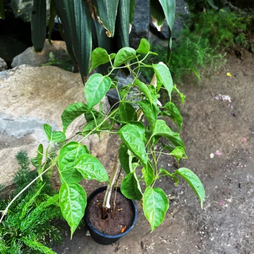 Pyrostegia Venusta Flaming Trumpet Plant -Plant Life Decor Shop PyrostegiaVenusta FlamingTrumpet