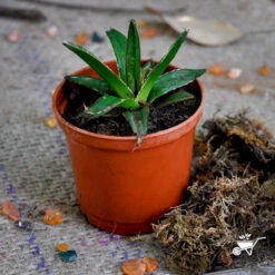 Agave Victoriae Reginae Queen Victoria Cactus Plant -Plant Life Decor Shop Queen Victoria 1