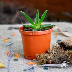 Agave Victoriae Reginae Queen Victoria Cactus Plant -Plant Life Decor Shop Queen Victoria 2