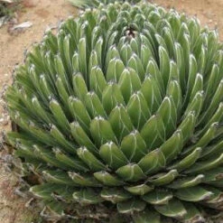 Agave Victoriae Reginae Queen Victoria Cactus Plant -Plant Life Decor Shop Queen Victoria agave Agave victoriae reginae