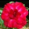 Amour Husk Adenium Plant