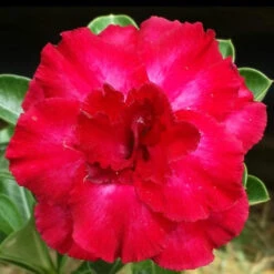 Amour Husk Adenium Plant