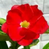Fire Plum Adenium Plant