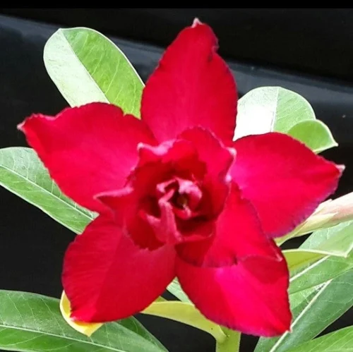 Ruby Rush Adenium Plant