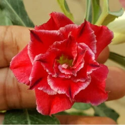 Red Cardinal Adenium Plant