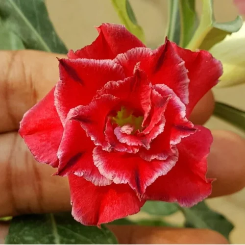 Red Cardinal Adenium Plant