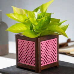 QUBO Dotted Handmade Wooden Indoor Planter Pot