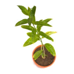 Raat Ki Raani-Night Blooming Jasmine Plant -Plant Life Decor Shop Raat Ki Raani 6