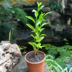 Raat Ki Raani-Night Blooming Jasmine Plant -Plant Life Decor Shop Raat Raani 1