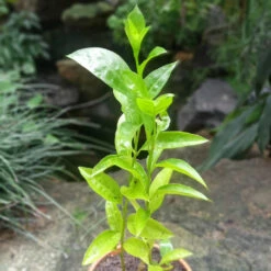 Raat Ki Raani-Night Blooming Jasmine Plant -Plant Life Decor Shop Raat Raani 2