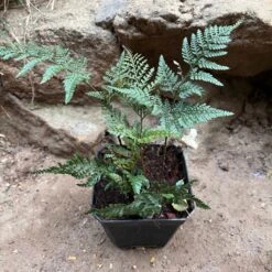 Rabbit Foot Air Purifier Fern Plant
