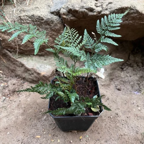 Rabbit Foot Air Purifier Fern Plant