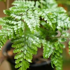 Rabbit Foot Air Purifier Fern Plant -Plant Life Decor Shop RabbitFootFern 1