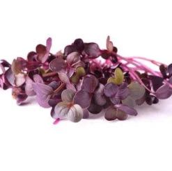Purple Radish Microgreen Seeds -Plant Life Decor Shop Radish Sango microgreens 600x600 5d087993 5437 43a4 a53f e5029b81874a
