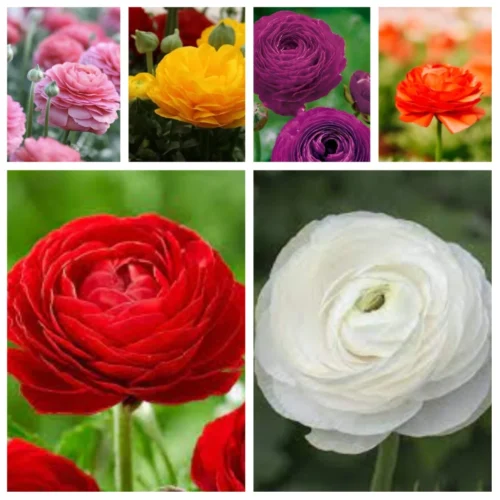 Ranunculus Asiaticus 'Aviv' Mixed (bulbs)