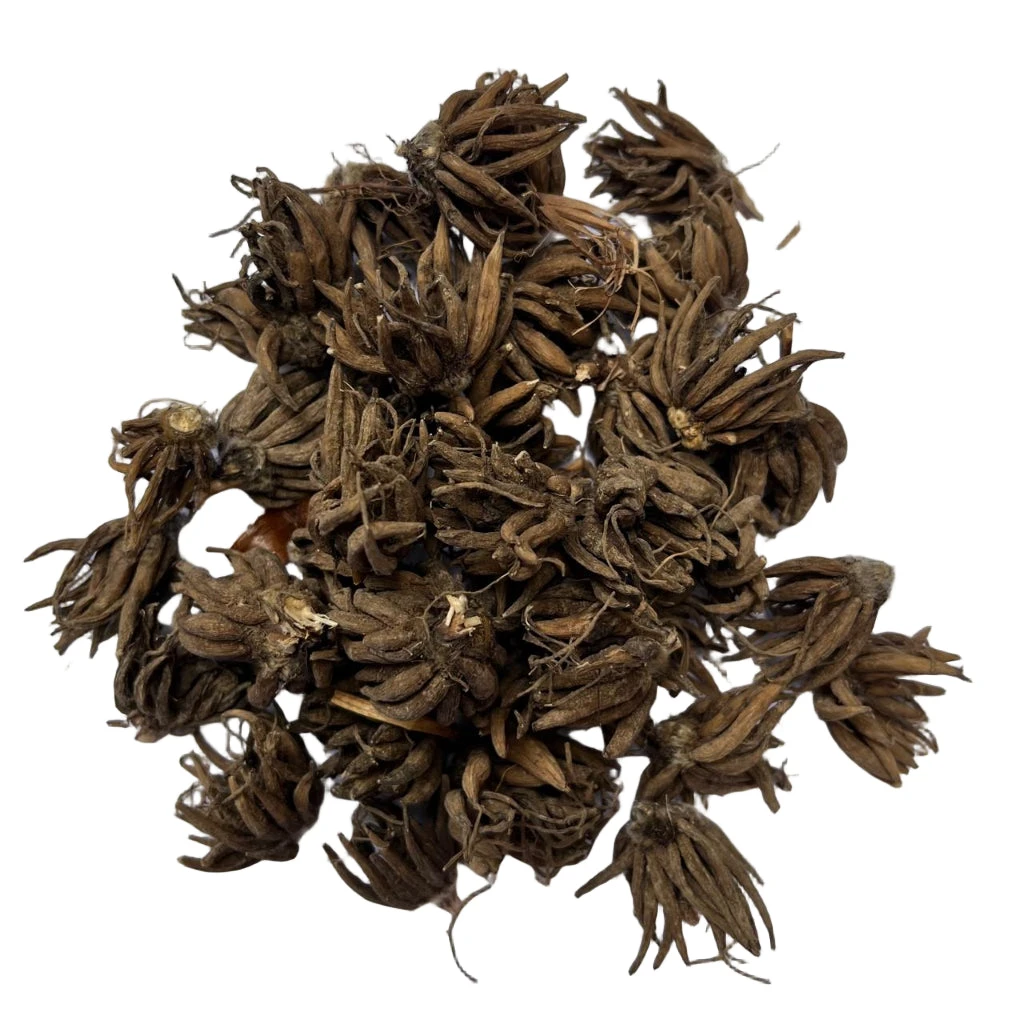 Ranunculus Asiaticus 'Aviv Roze' (Bulbs) 3 Ranunculus Asiaticus 'Aviv Roze' (Bulbs) - Image 3