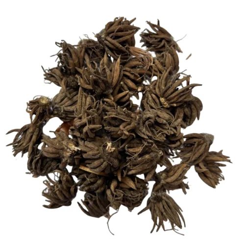 Ranunculus Asiaticus 'Aviv' Mixed (bulbs) -Plant Life Decor Shop Ranunculus tubers