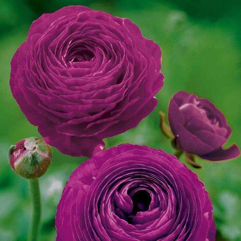 Ranunculus Asiaticus 'Aviv Paars' (Bulbs) 2 Ranunculus Asiaticus 'Aviv Paars' (Bulbs) - Image 2