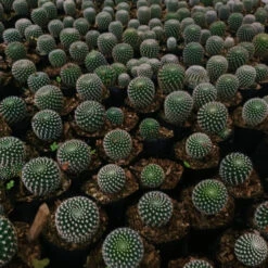 Rebutia Krainziana Cactus Plant -Plant Life Decor Shop RebutiaKrainziana