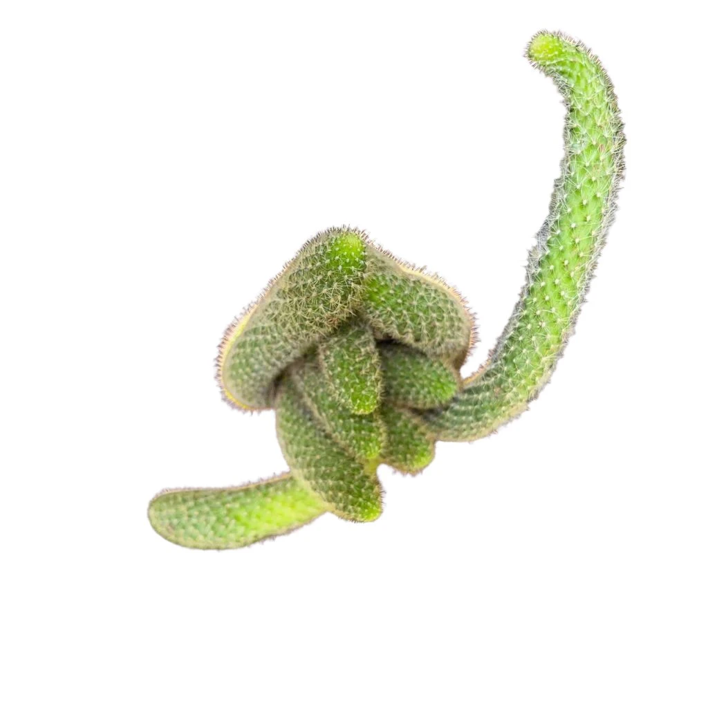 Rebutia Pulvinosa Cactus Plant 2 Rebutia Pulvinosa Cactus Plant - Image 2