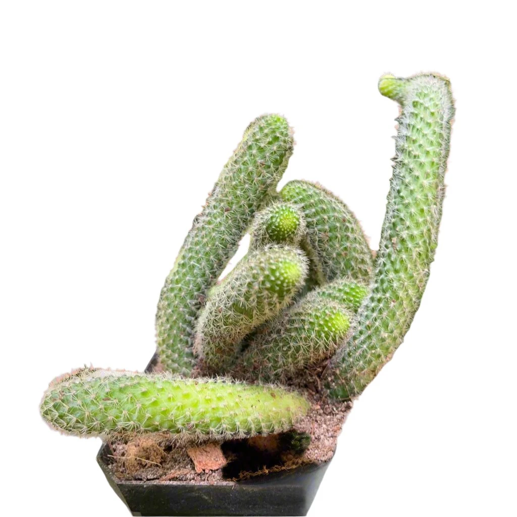 Rebutia Pulvinosa Cactus Plant 3 Rebutia Pulvinosa Cactus Plant - Image 3