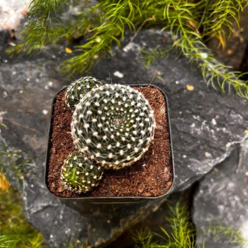 Rebutia Krainziana Cactus Plant -Plant Life Decor Shop Rebutia Krainziana 1