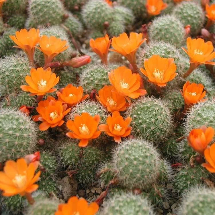 Rebutia Pulvinosa Cactus Plant 4 Rebutia Pulvinosa Cactus Plant - Image 4
