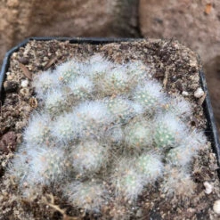 Rebutia Albiflora Cactus Plant