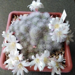 Rebutia Albiflora Cactus Plant -Plant Life Decor Shop Rebutiaalbiflora 4