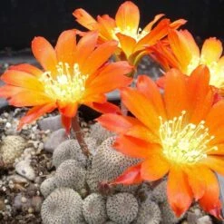 Rebutia Heliosa Cactus Plant
