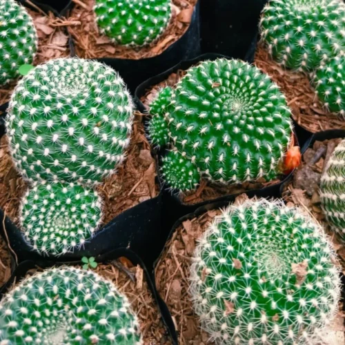 Rebutia Minuscula Cactus Plant