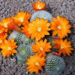 Rebutia Muscula Cactus Plant