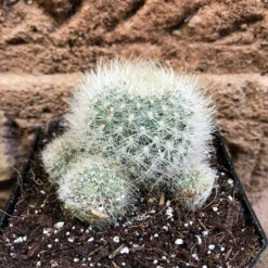 Rebutia Senilis V. Stuemeri Cactus Plant -Plant Life Decor Shop Rebutiasenilisv.stuemeri 3