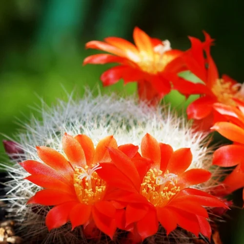Rebutia Senilis V. Stuemeri Cactus Plant