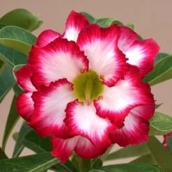 Red Aurora Adenium Plant