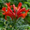 Red Cape Honeysuckle Plant