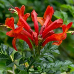 Red Cape Honeysuckle Plant