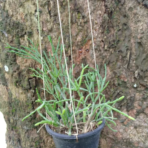 Hatiora Salicornioides Dancing Bones Succulent Plant -Plant Life Decor Shop RhipsalisSalicornioides