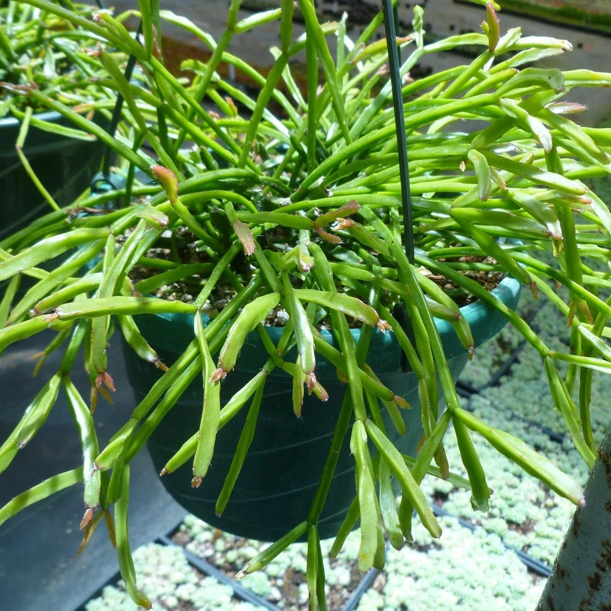 Rhipsalis Sulcata Succulent Plant 2 Rhipsalis Sulcata Succulent Plant - Image 2