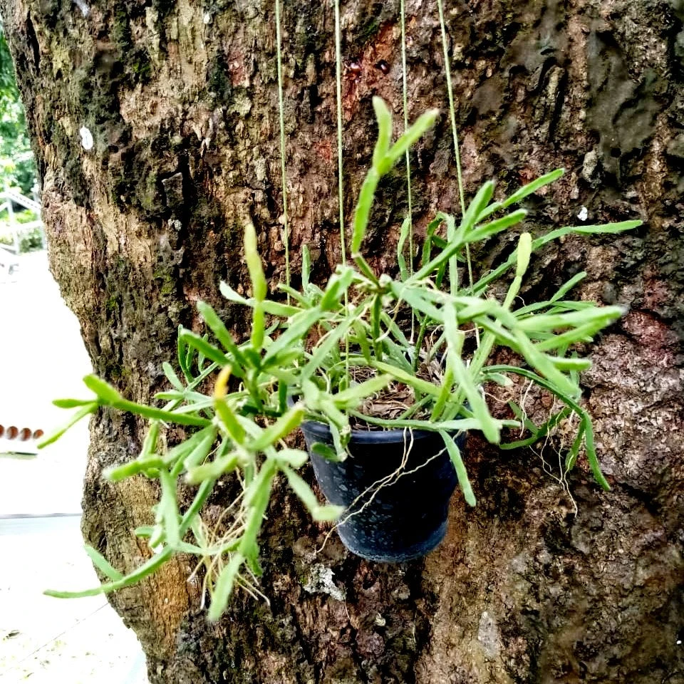 Rhipsalis Sulcata Succulent Plant 1 Rhipsalis Sulcata Succulent Plant
