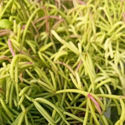 Rhipsalis Teres Succulent Plant