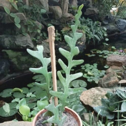 Rick Rack Cactus Cactus Plant -Plant Life Decor Shop Rickrack Cactus 2